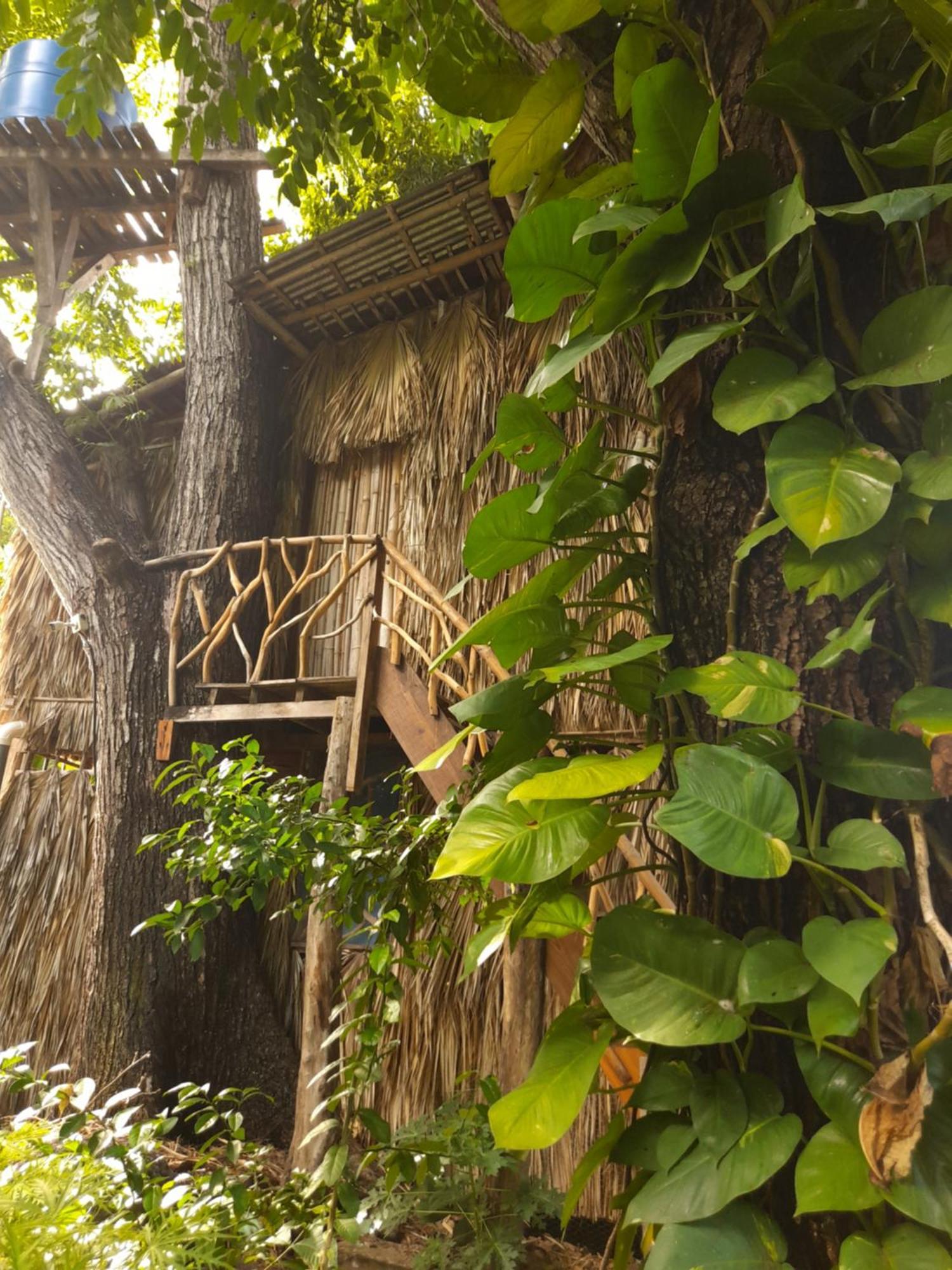 El Bamboo Cabins Balgue Eksteriør billede