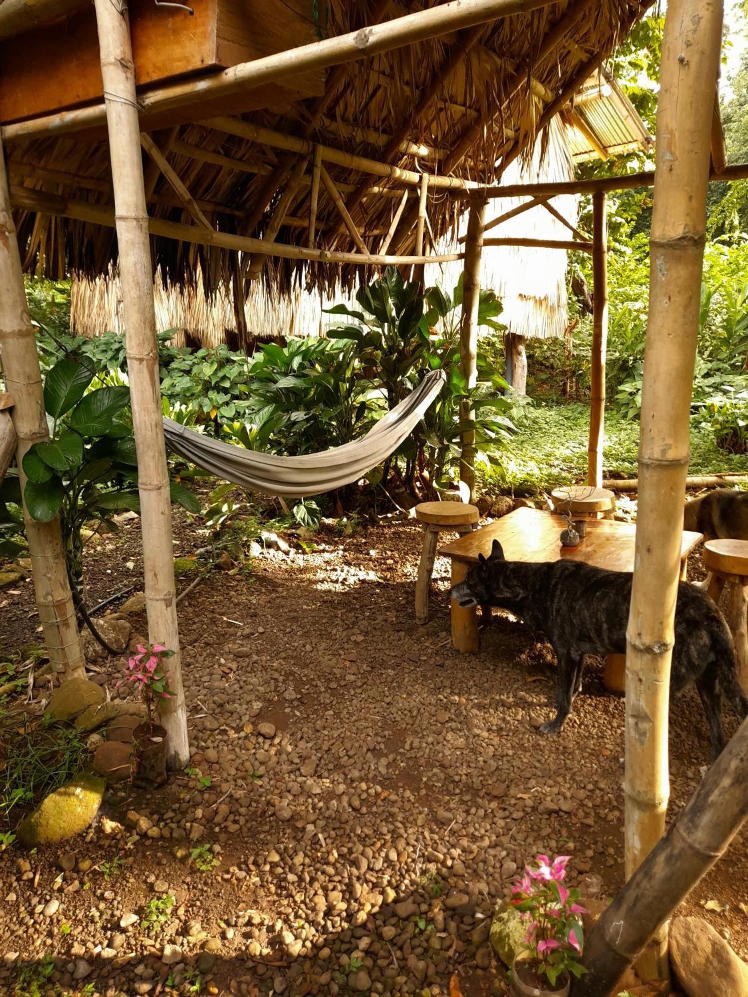 El Bamboo Cabins Balgue Eksteriør billede