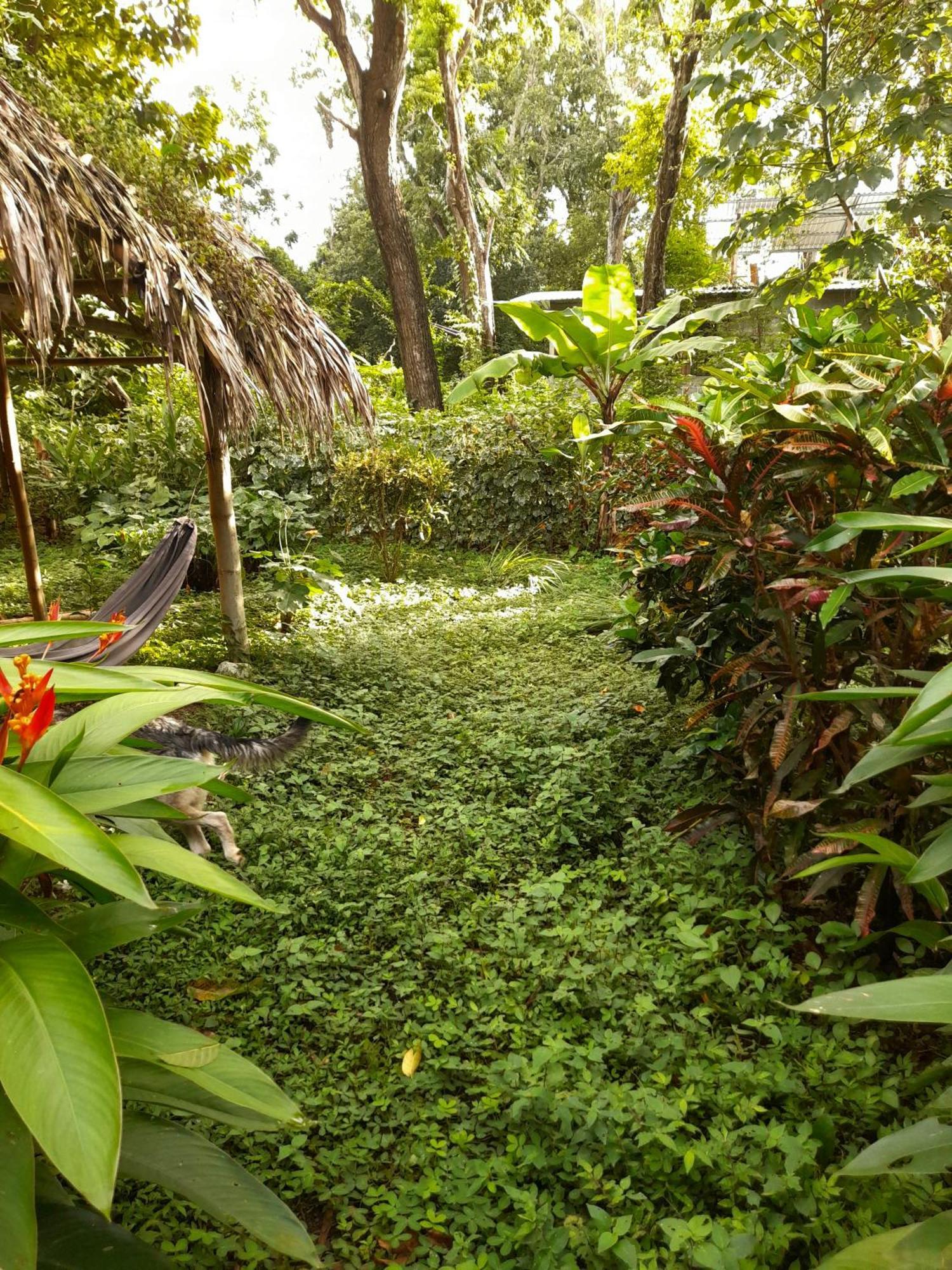 El Bamboo Cabins Balgue Eksteriør billede