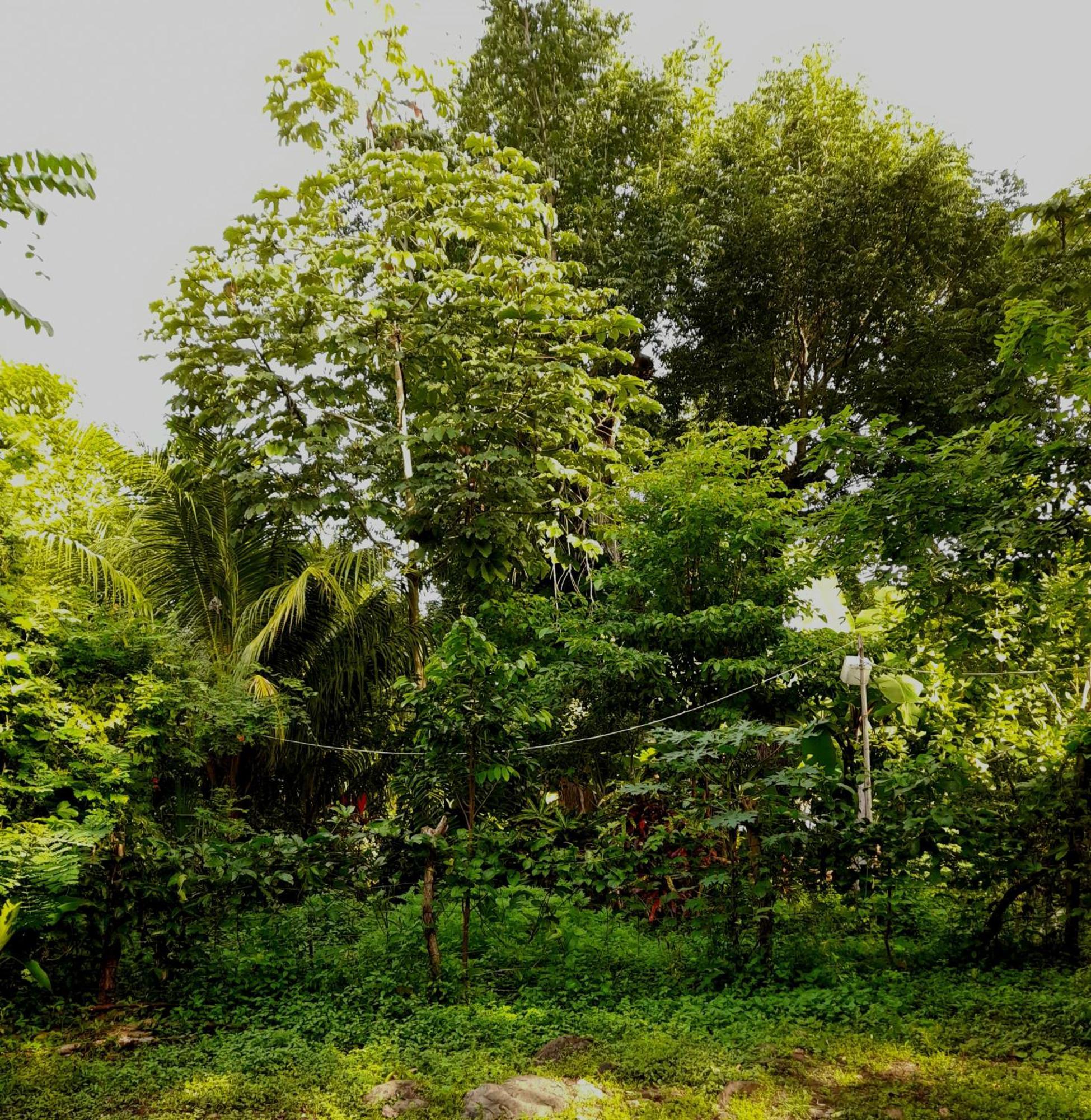 El Bamboo Cabins Balgue Eksteriør billede